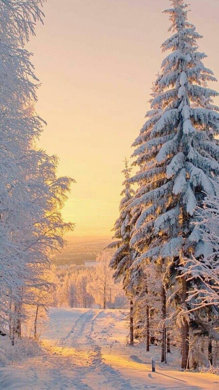 Зимой в лесу