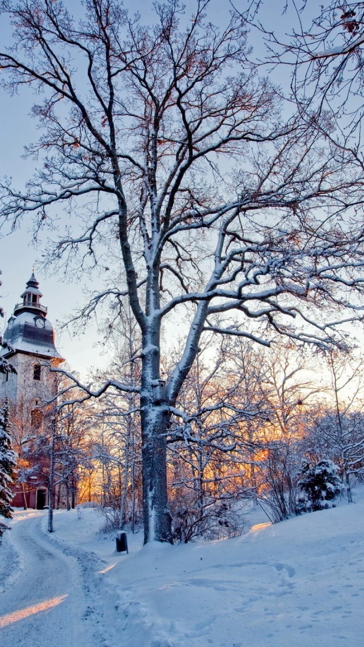 Снежный лес