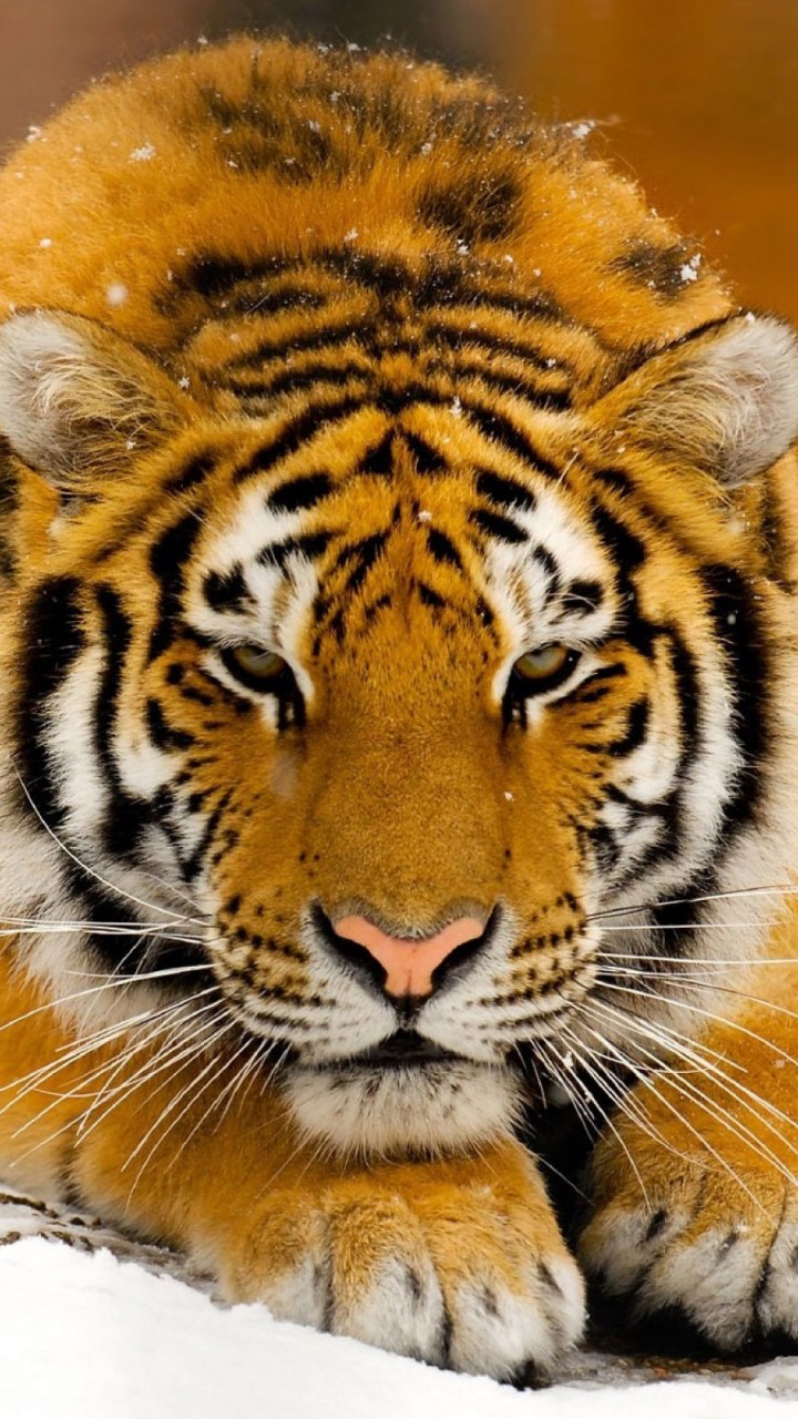 Очень красивый тигр