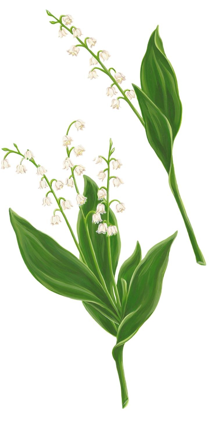 Букет ландышей на белом фоне