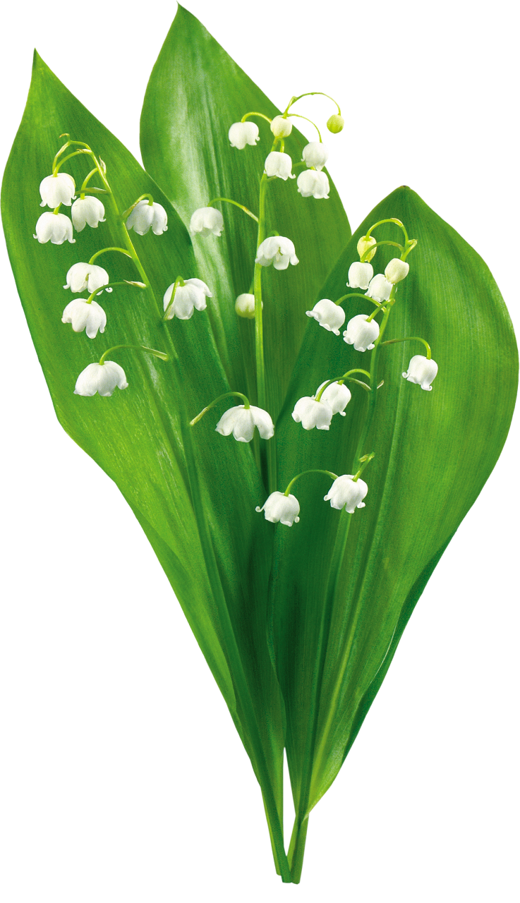 Ландыши референс