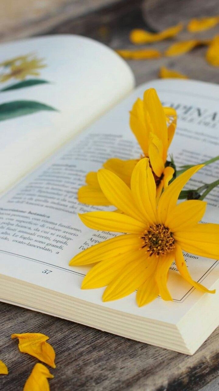 Книга с желтыми страницами