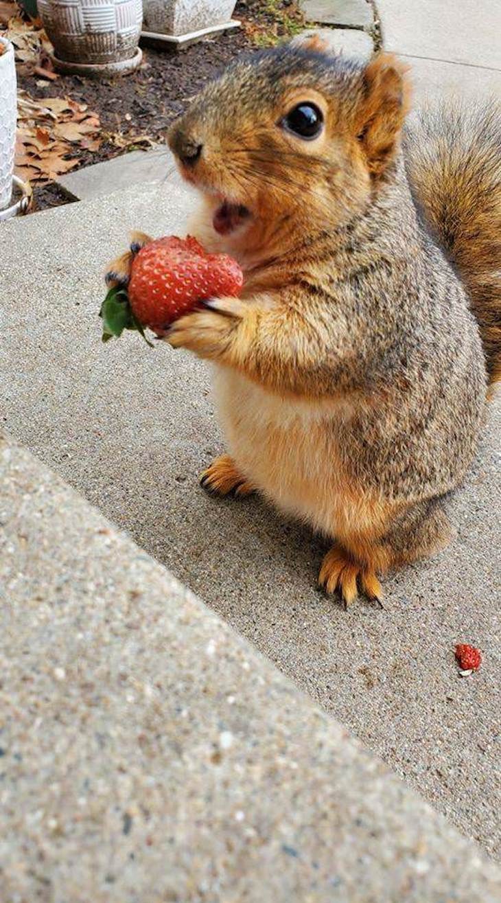 Забавные белки