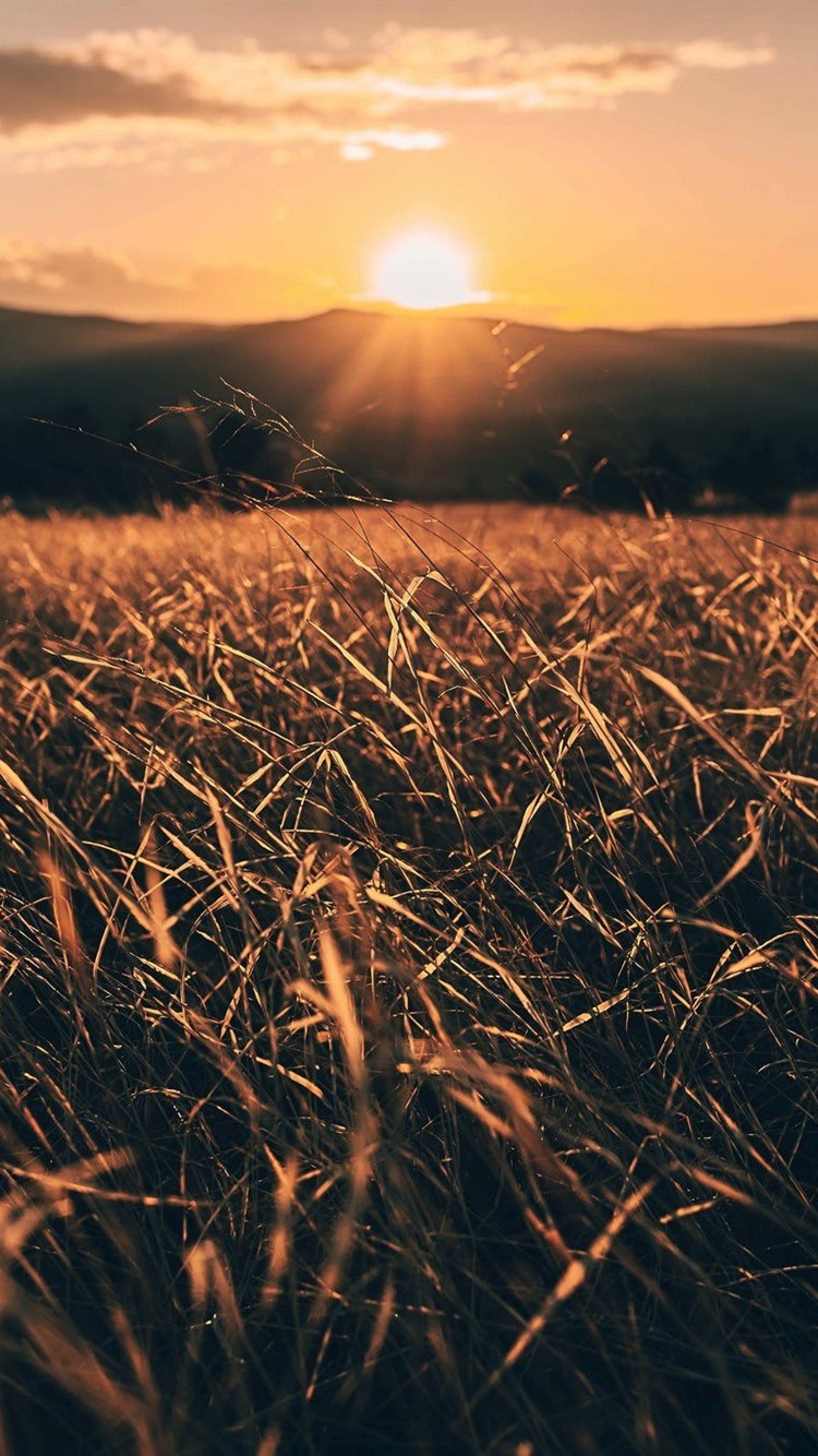 Поле солнце