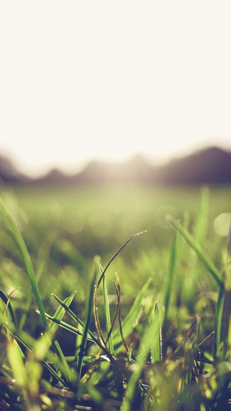 Картинки на рабочий стол лето природа