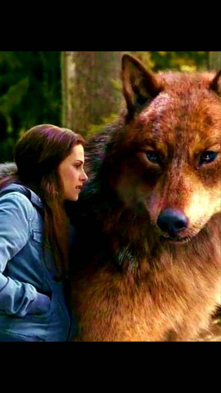 Сумерки КВИЛ волк