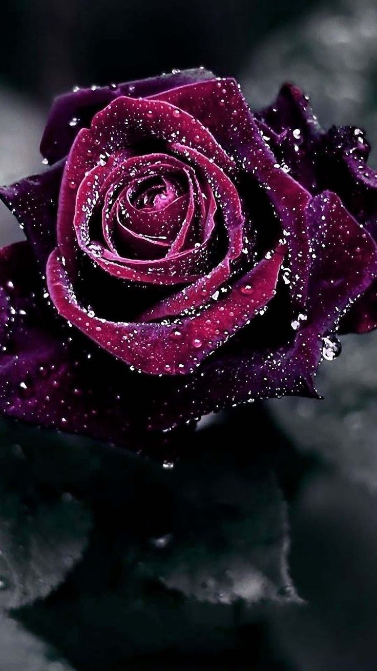 Салатовые листья на Розе