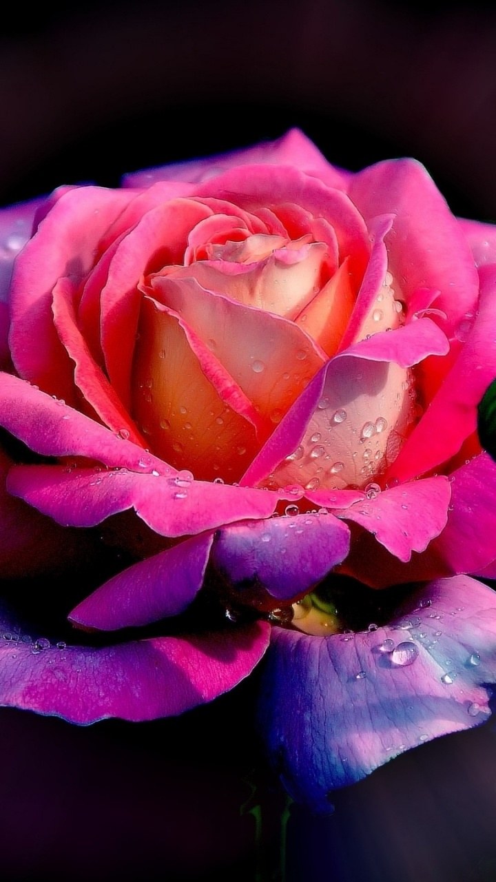 Розы синие и черные