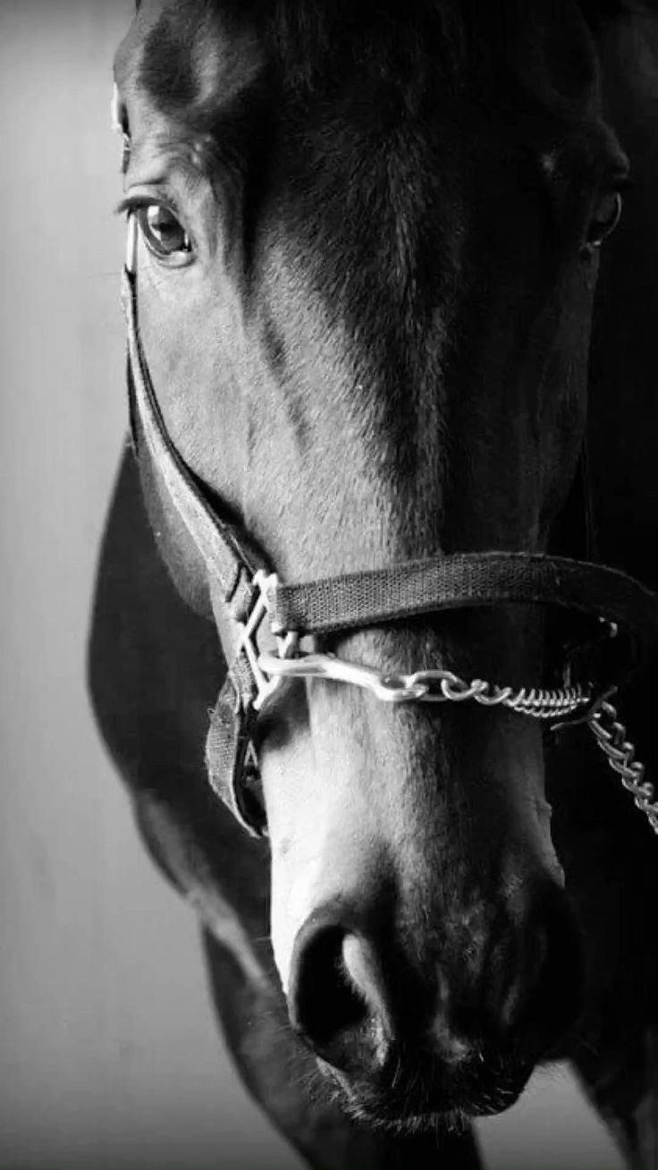 Лошадь черно белая