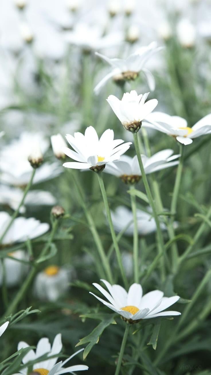 Ромашки вертикальное