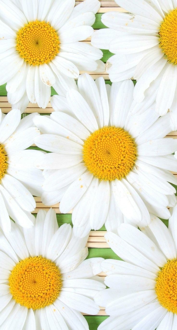 Ромашки aesthetic