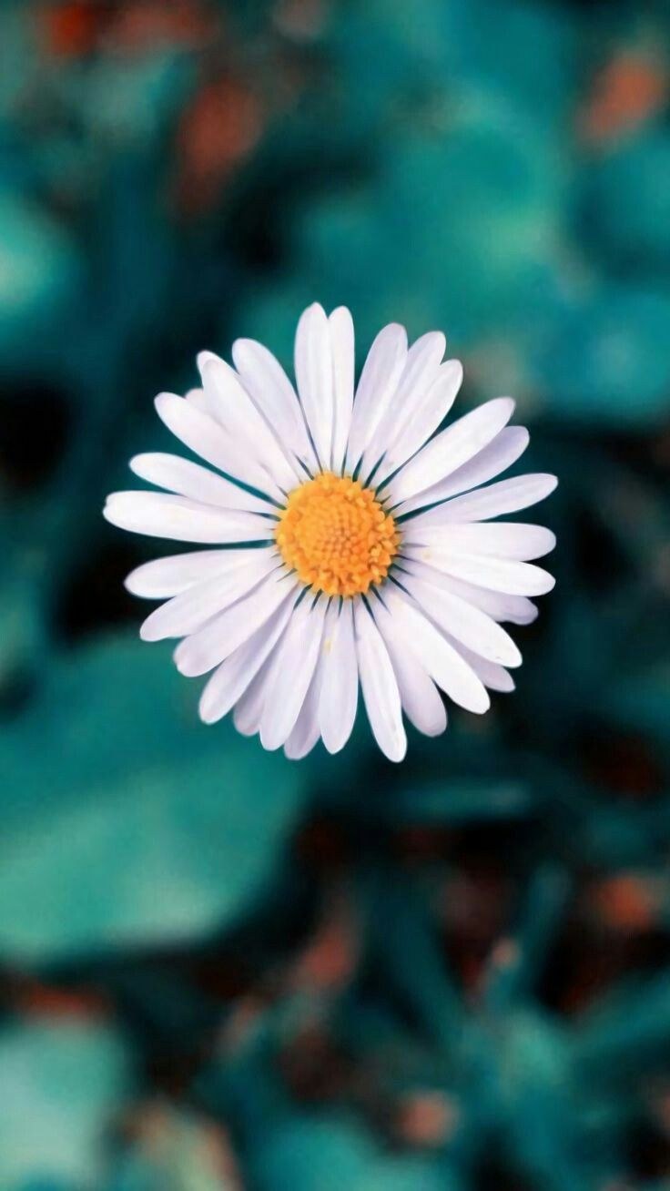 Ромашки на темном фоне