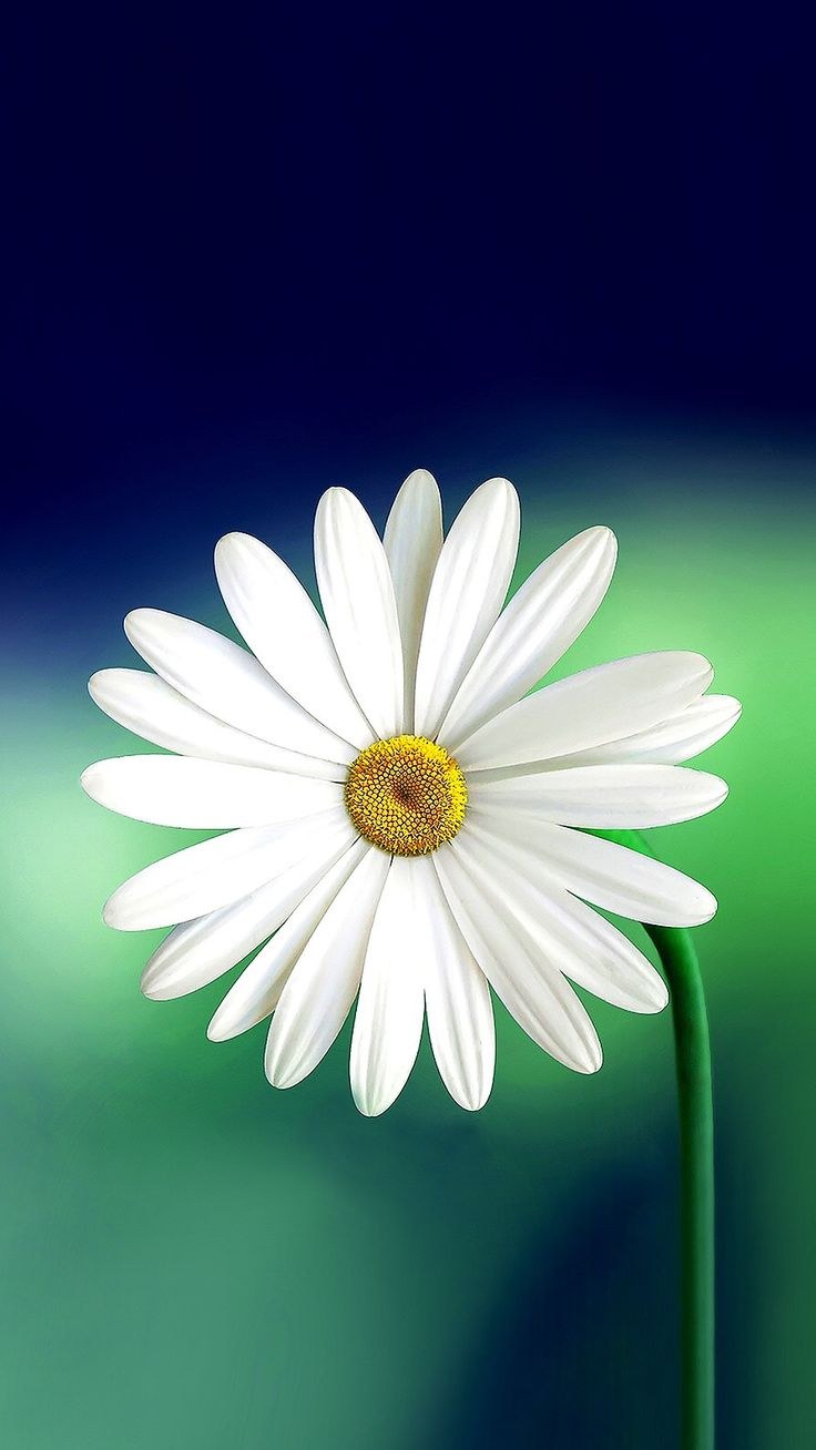 Обои на телефон ромашки