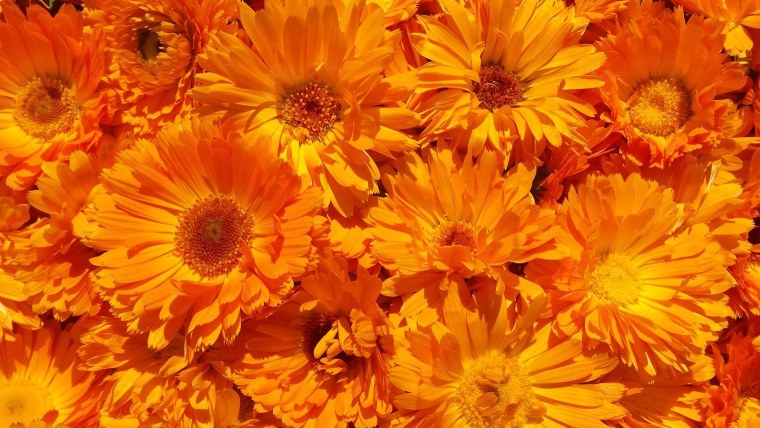 Перец Абрикосовая фаворитка