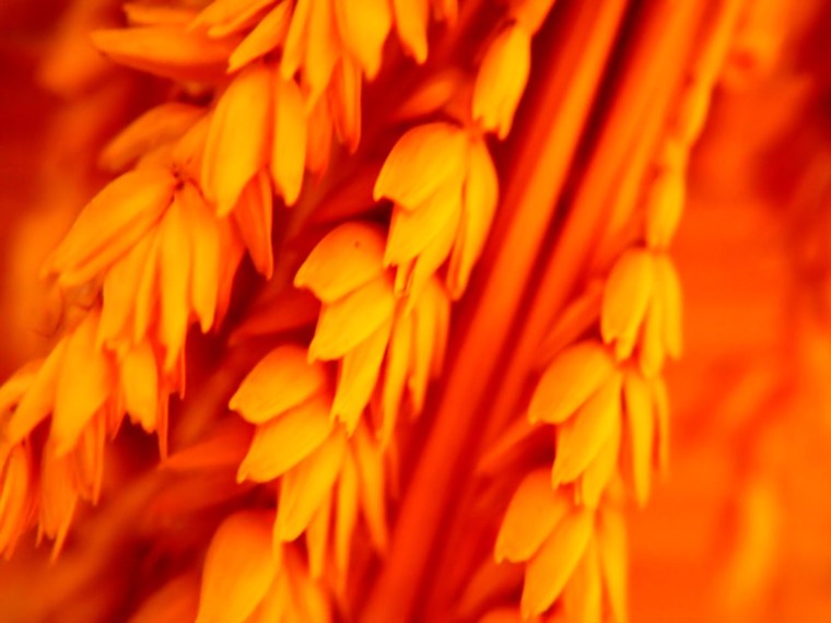 Оранжевый цвет в интерьере