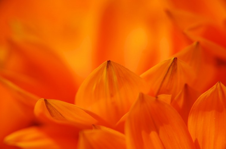 Оранжевый пышный цветок