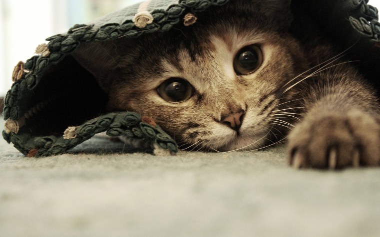 Кот в очках