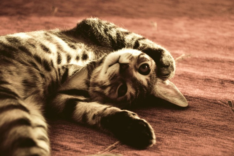 Заставка эпл