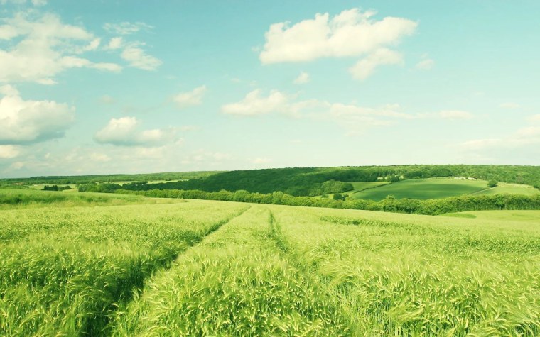 Красивый осенний лес