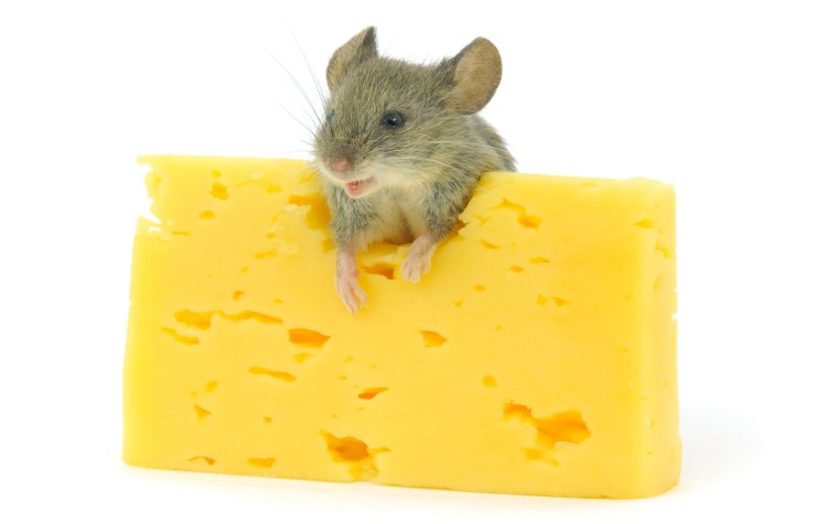 Мышонок Джерри и сыр