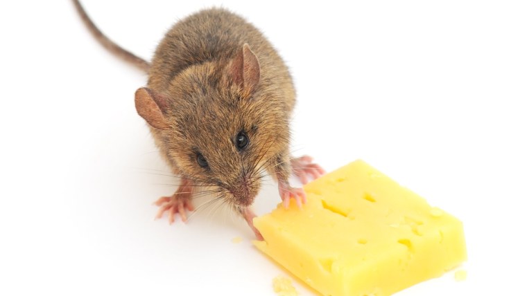 Мышь в сыре иллюстрация