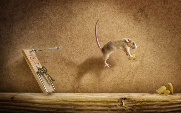 Дырки в сыре и мышка