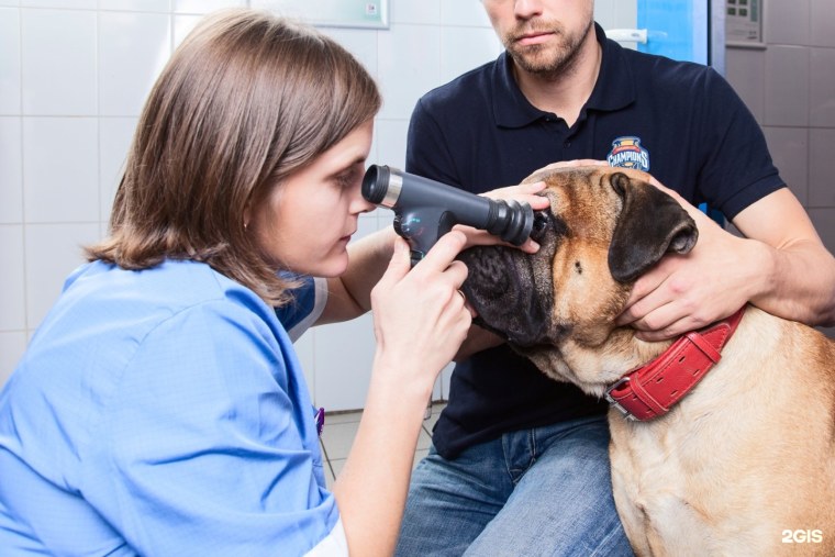 Руставели 66 СПБ ветклиника