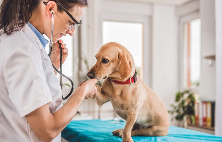 На приеме у ветеринара