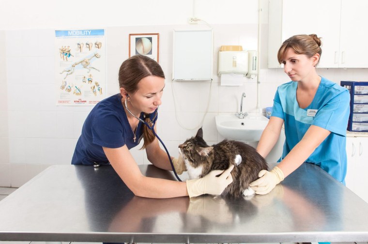 Пороховская 47 ветклиника