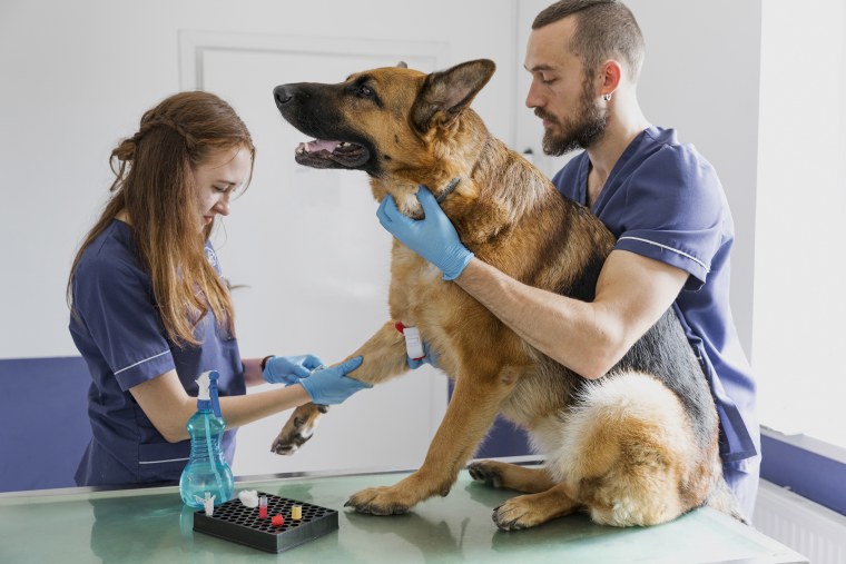 Профессия ветеринарный врач