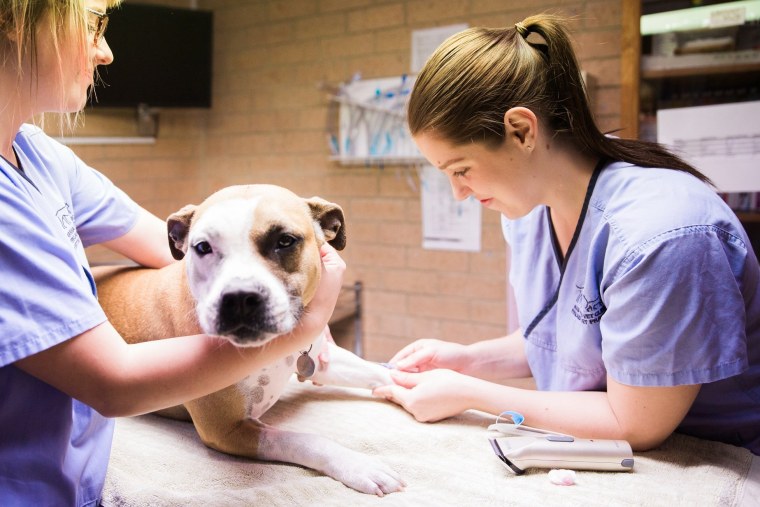 Ветеринарная клиника