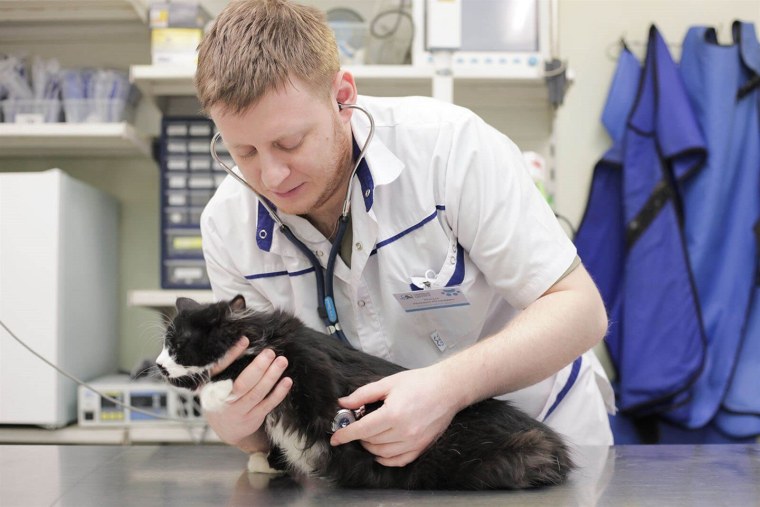 Животные в ветеринарной клинике