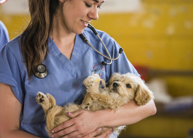 Животные у ветеринара