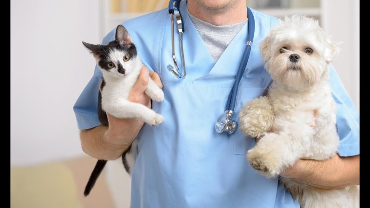 Терапия животных