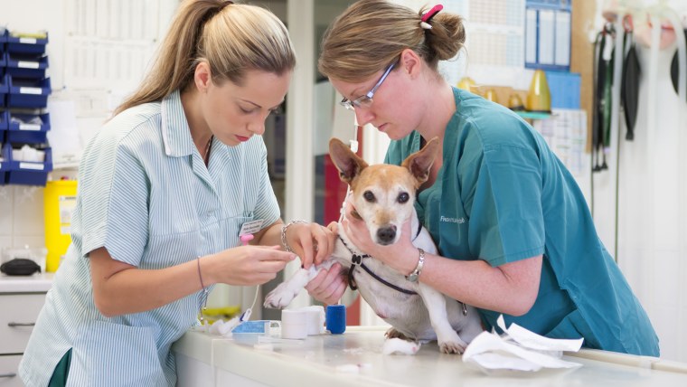 Предпринимательство в ветеринарии