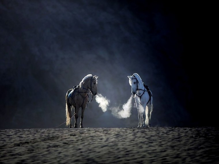 Парные обои с лошадьми