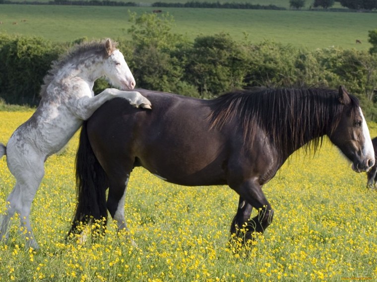 Парные лошади