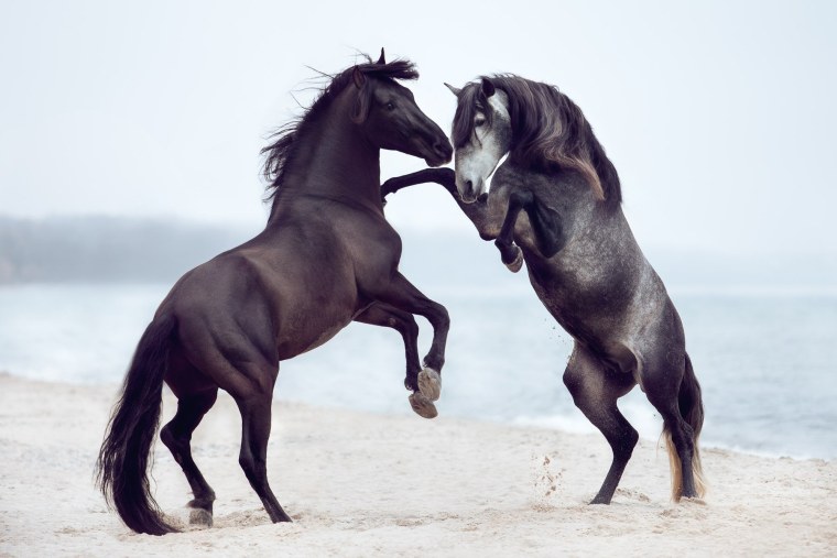 Влюбленная пара на лошадях