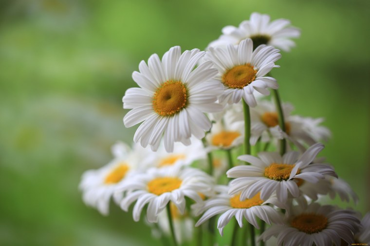 Мойчечак Гули