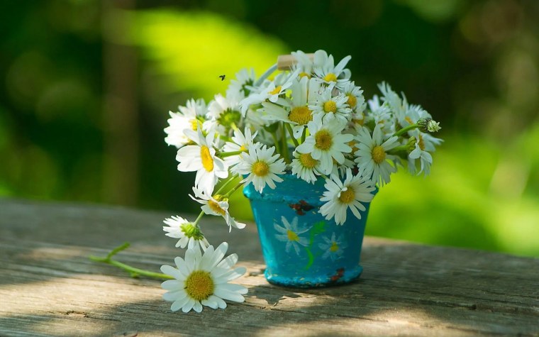 Ромашка Стефания