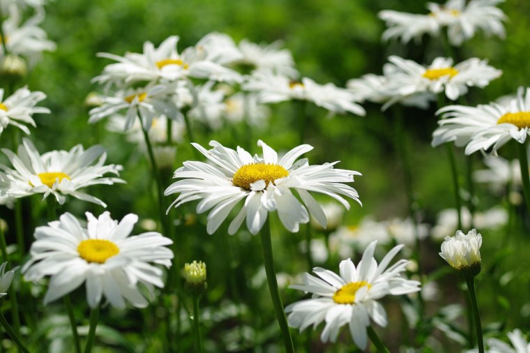 Ромашки обои