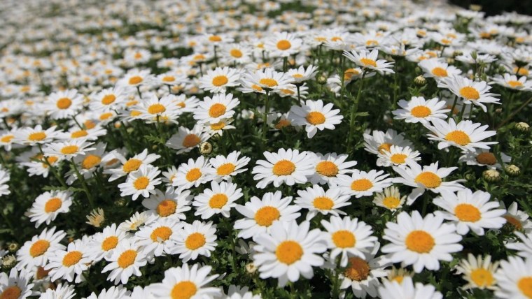 Нивяник обыкновенный