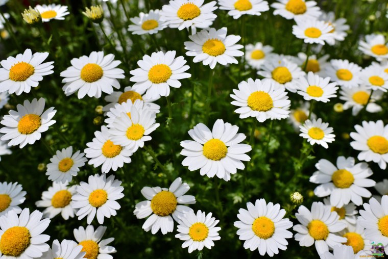 Ромашка макро