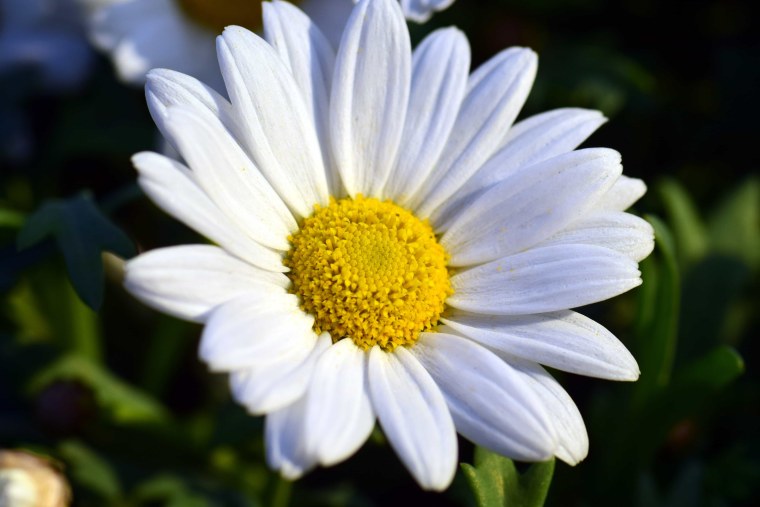 Ромашки на рабочий стол