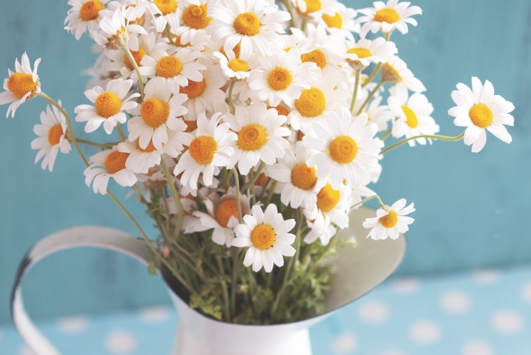 Ромашка цветы