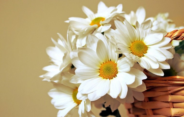 Летние цветы