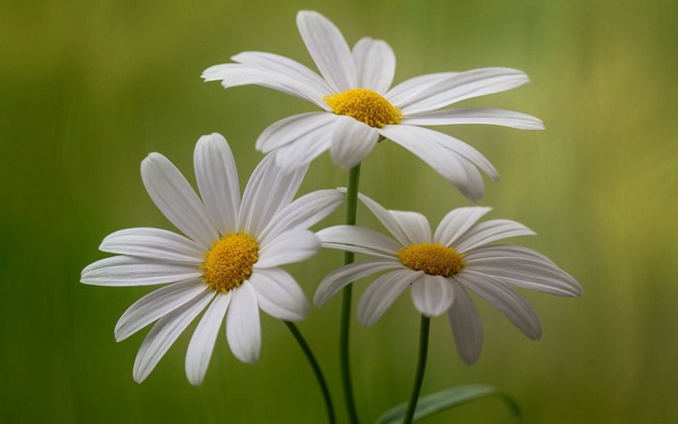 Ромашки Дейзи Флауэр