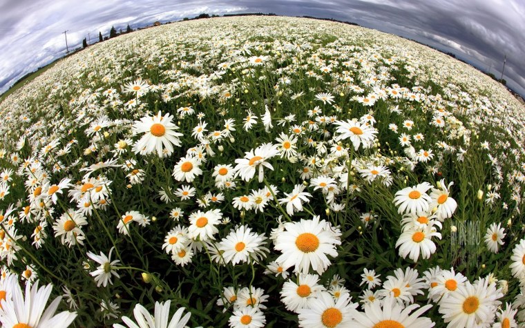 Нивяник обыкновенный