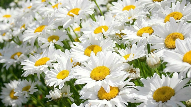 Ромашки обои