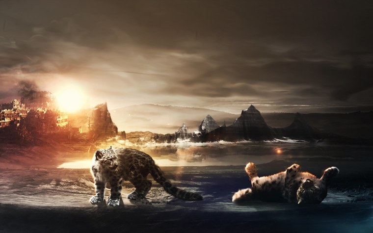 Леопард с голубыми глазами